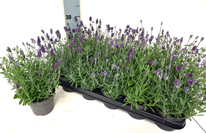 <h4>LAVAN ANGUSTIFOLIA</h4>