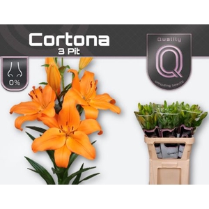 Lelies LI LA CORTONA 4