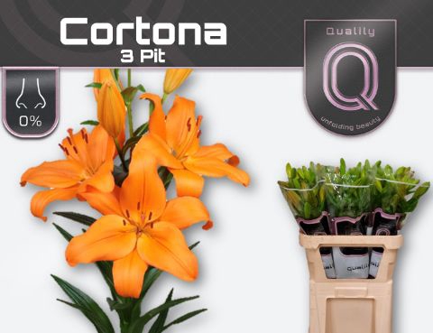 <h4>Lelies LI LA CORTONA 4</h4>