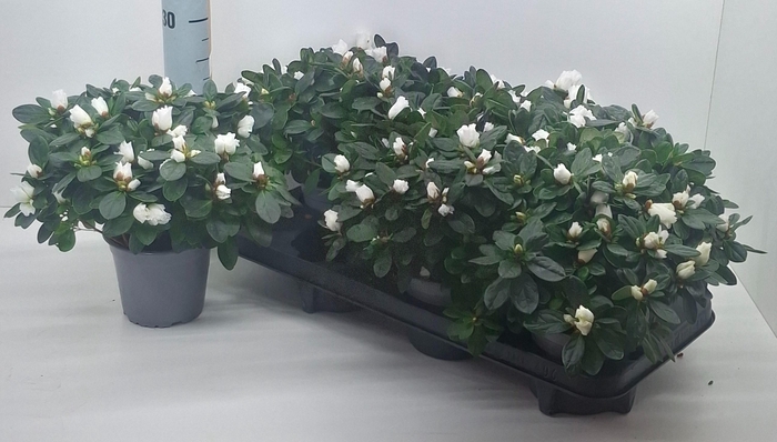 <h4>RHODO SI WITTE VOGEL</h4>