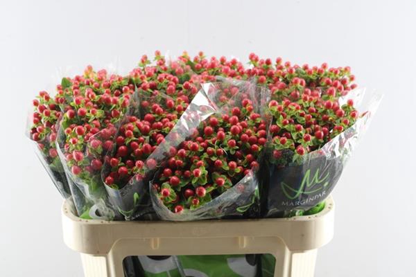 <h4>Hypericum Tomato Flair (rood)</h4>