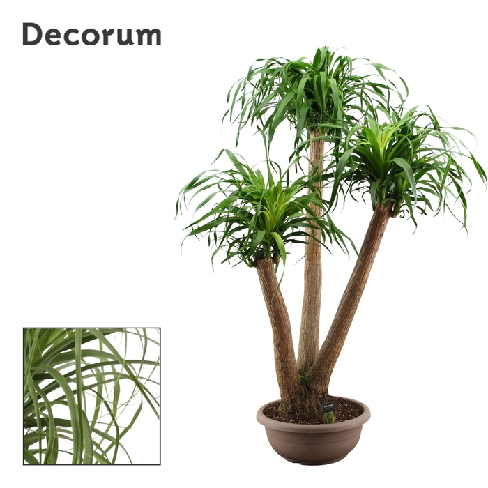 <h4>Beaucarnea vertakt 45 cm (Decorum)</h4>
