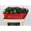 Hypericum Rocky Romance Spray