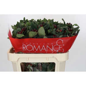 Hypericum Rocky Romance Spray