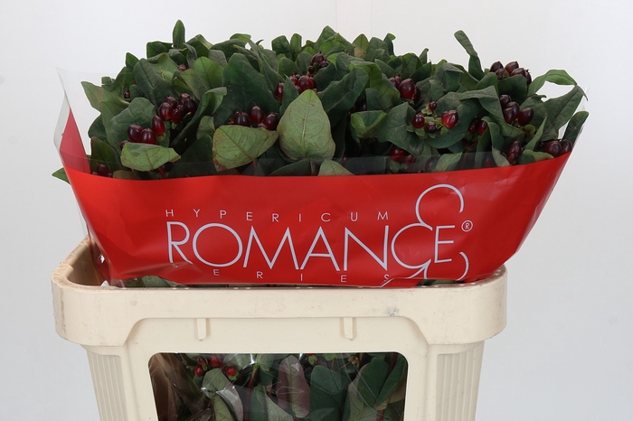 <h4>Hypericum Rocky Romance Spray</h4>
