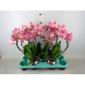 Phalaenopsis   ...