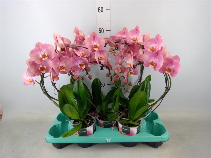 <h4>Phalaenopsis   ...</h4>