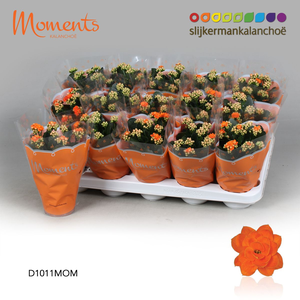 Kalanchoë Moments - Orange 10.5cm
