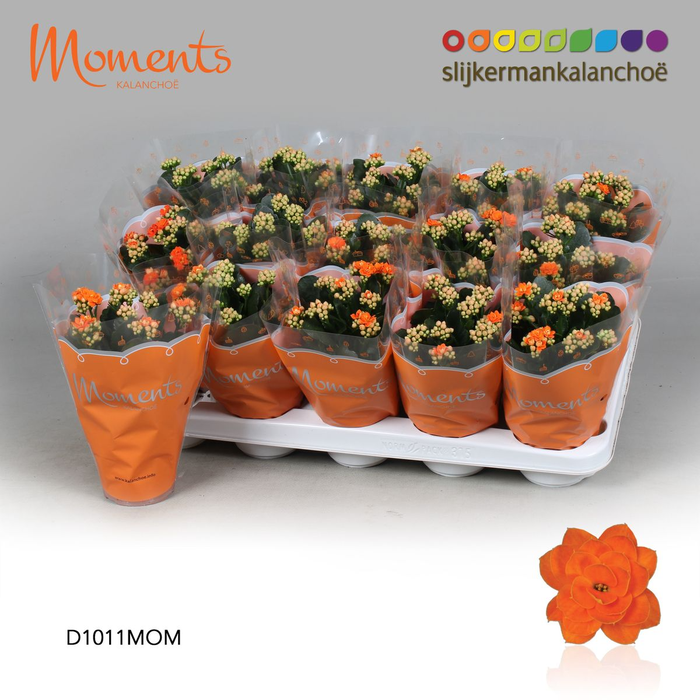 <h4>Kalanchoë Moments - Orange 10.5cm</h4>