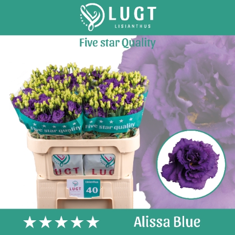 Lisianthus Alissa Blue