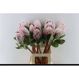 PROTEA CYNAROIDES