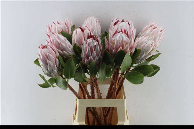 <h4>PROTEA CYNAROIDES</h4>