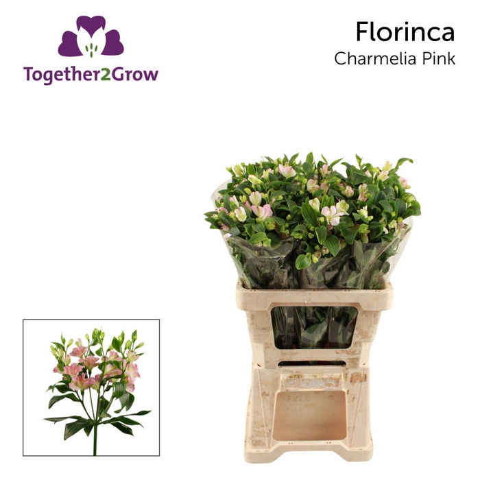 <h4>ALST FL CHARMELIA PINK .</h4>
