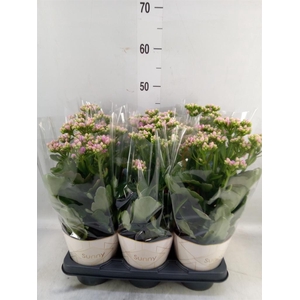 Kalanchoe  'RoseFlow Graceful Pink'