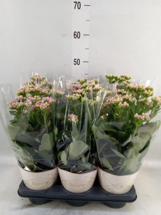 <h4>Kalanchoe  'RoseFlow Graceful Pink'</h4>