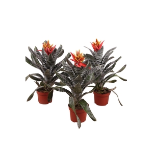 Aechmea chantinii REBECCA