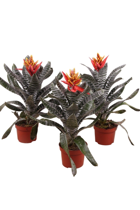 <h4>Aechmea chantinii REBECCA</h4>