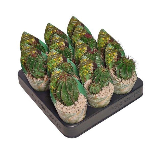 <h4>EUPHORBIA HORRIDA</h4>