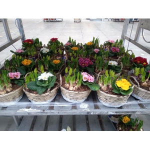 Arr.   Bol/Knolgewas L%