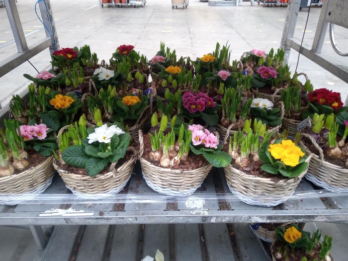 <h4>Arr.   Bol/Knolgewas L%</h4>