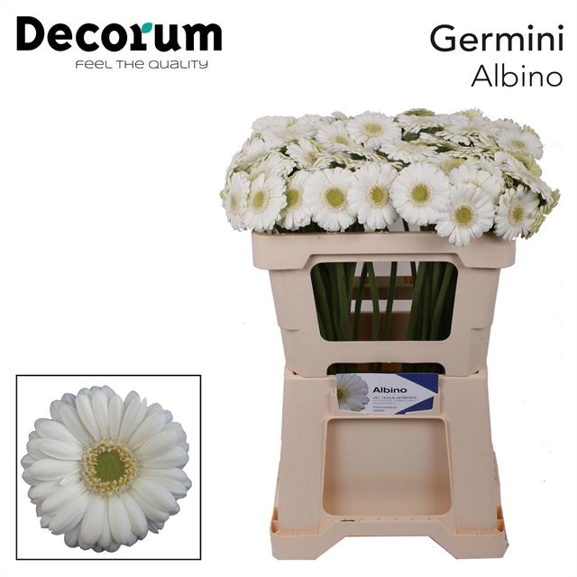Ge Mi Albino