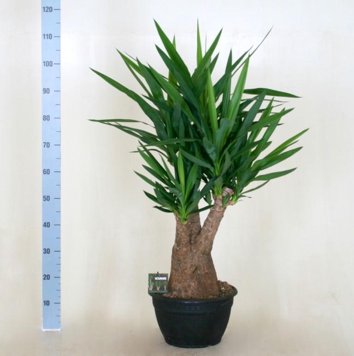 <h4>Yucca Elephantipes vertakt 4/5 armen</h4>