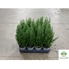 Chamaecyparis law. Ellwoodii 9Ø 30cm