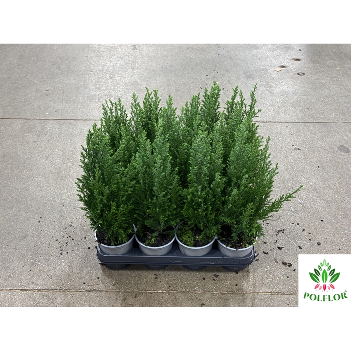 <h4>Chamaecyparis law. Ellwoodii 10Ø 40cm</h4>