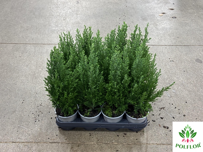 Chamaecyparis law. Ellwoodii 9Ø 30cm