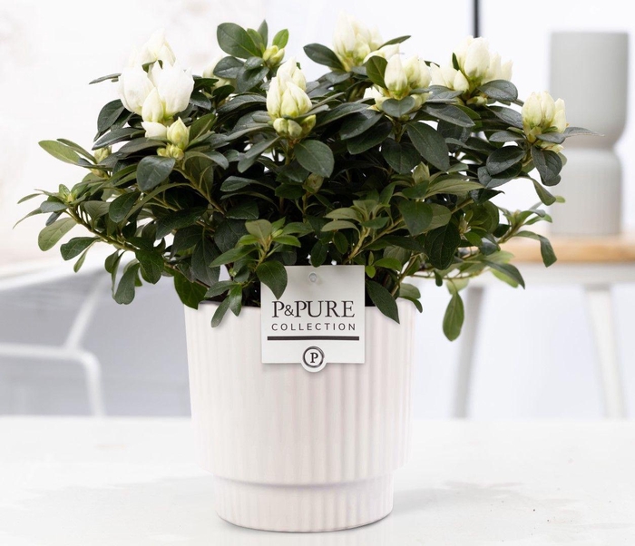 <h4>1st class Azalea white in P&PURE Ivy ceramics shiny white</h4>