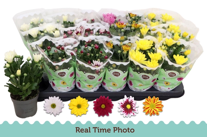 <h4>Chrysanthemum gemengd 5klr.</h4>