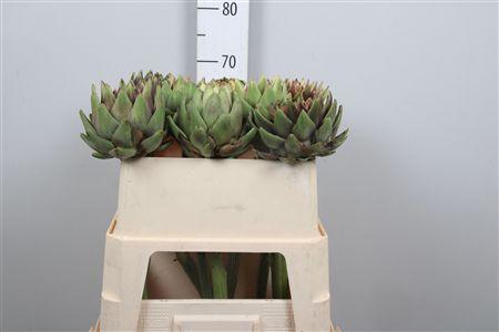 <h4>Cynara Scolymus</h4>