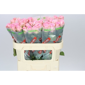 Rosa Gr Jessika