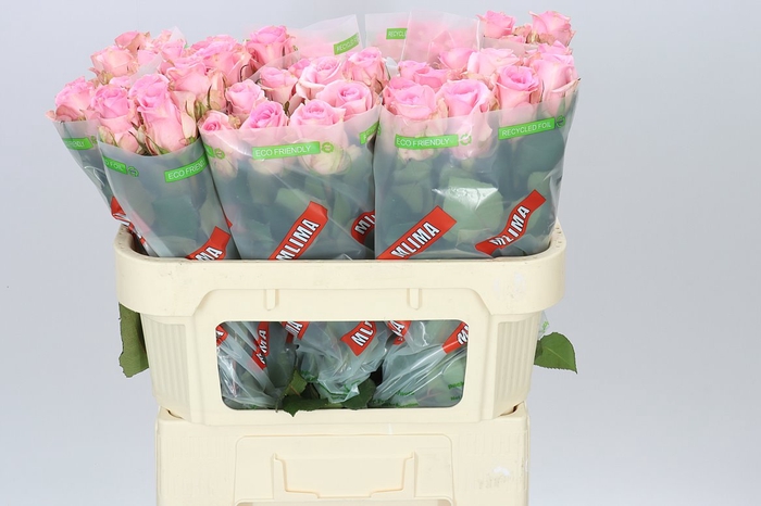 <h4>Rosa Gr Jessika</h4>