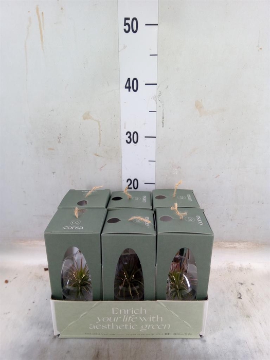 <h4>Arr. Tillandsia L%</h4>