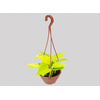JIBOIA AMARELO C13 PENDENTE