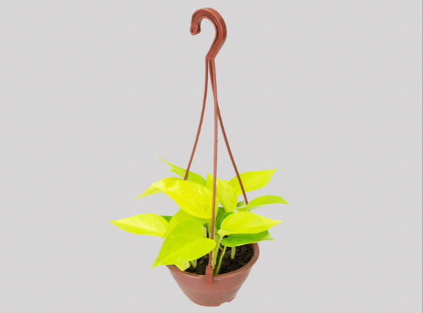 <h4>JIBOIA AMARELO C13 PENDENTE</h4>