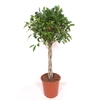 Ficus