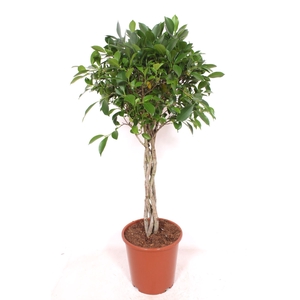 Ficus