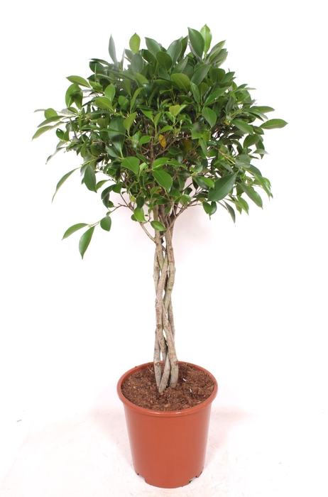 Ficus