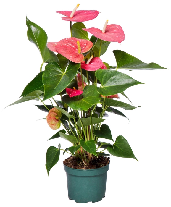 <h4>Anthurium Andr. Colorado</h4>