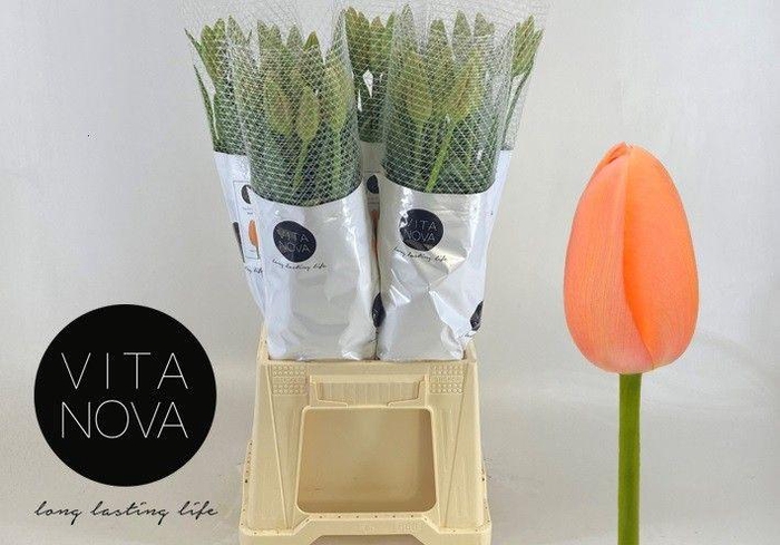 <h4>TU EN MENTON</h4>