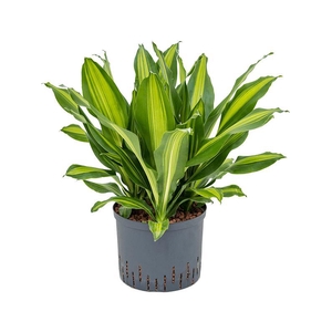 Dracaena fragrans 'Burley'