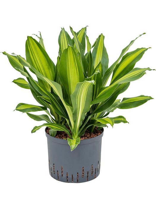 <h4>Dracaena fragrans 'Burley'</h4>