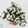 Azalea 'Polarstern' wit 13cm