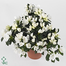 Azalea 'Polarstern' wit 13cm