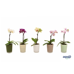 Glaspot Finn Tiny Dolls Mix 1T7+