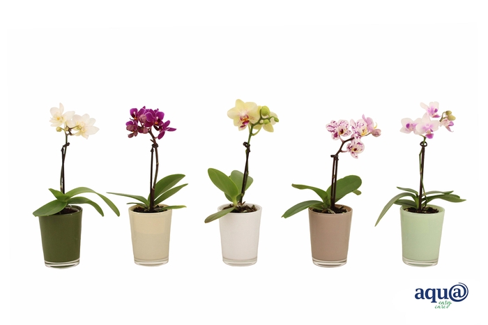 <h4>Glaspot Finn Tiny Dolls Mix 1T7+</h4>