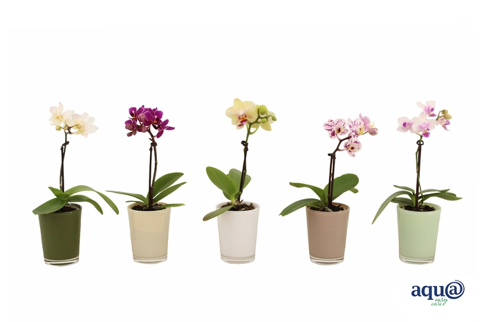 <h4>Glaspot Finn Tiny Dolls Mix 1T7+</h4>