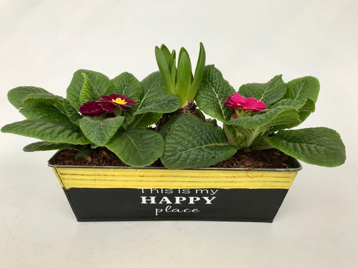 <h4>Primula Zink Rechthoek (Hya)</h4>